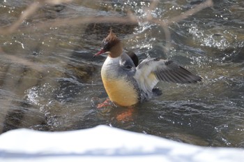 Common Merganser 真駒内川 Wed, 2/28/2024