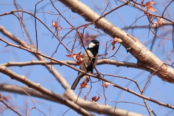 シジュウカラ 三ツ池公園(横浜市鶴見区) 2019年1月8日(火)