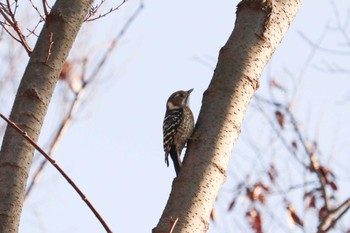 Japanese Pygmy Woodpecker Mitsuike Park Tue, 1/8/2019