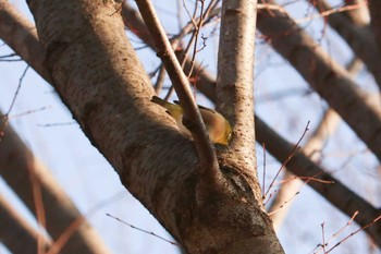 メジロ 三ツ池公園(横浜市鶴見区) 2019年1月8日(火)