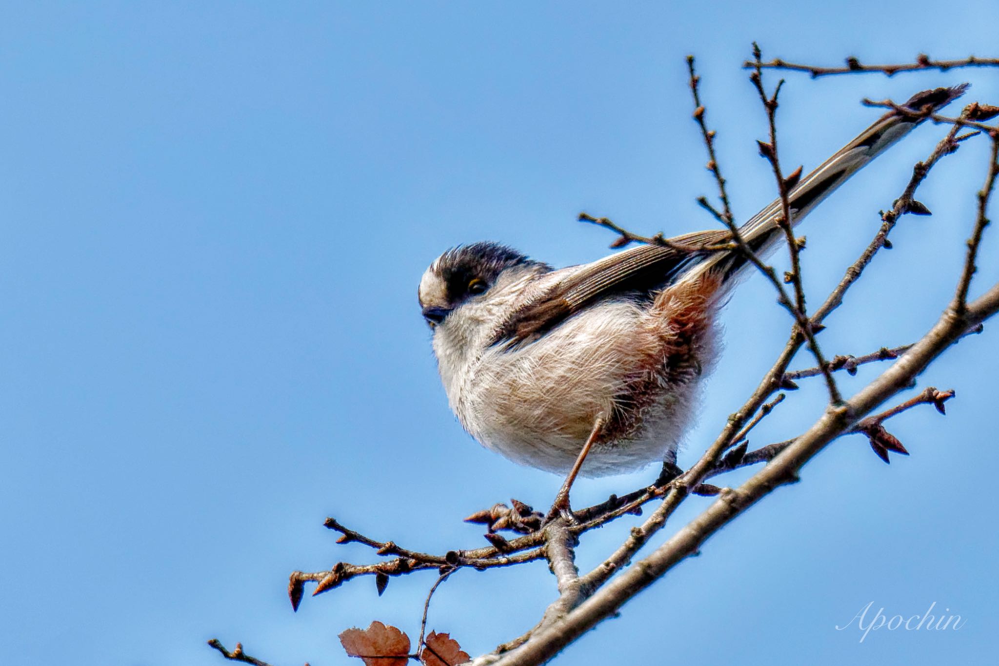 Photo of Long-tailed Tit at Showa Kinen Park by アポちん