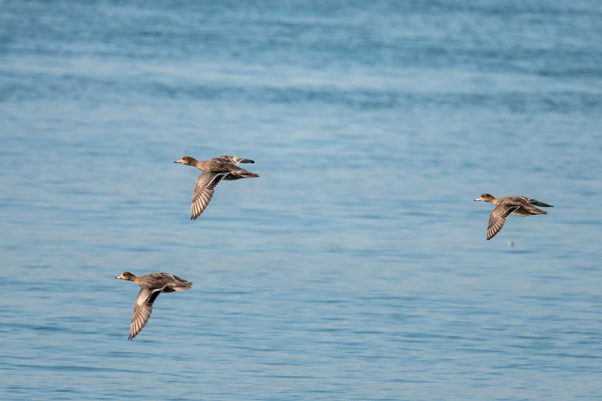 Photo of Eurasian Wigeon at 魚住海岸 by ときのたまお