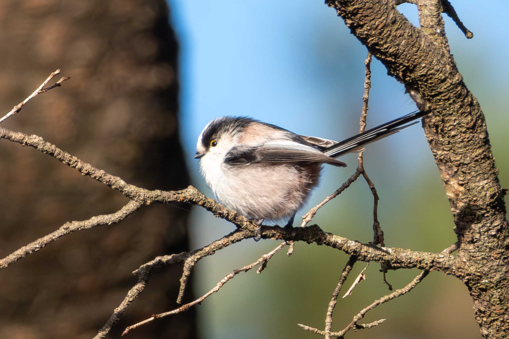 Photo of Long-tailed Tit at 八溝県民休養公園 by MNB EBSW