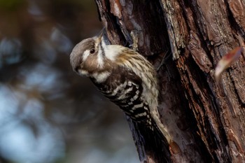Japanese Pygmy Woodpecker 八溝県民休養公園 Wed, 2/28/2024