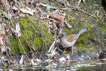 Pale Thrush 八溝県民休養公園 Wed, 2/28/2024