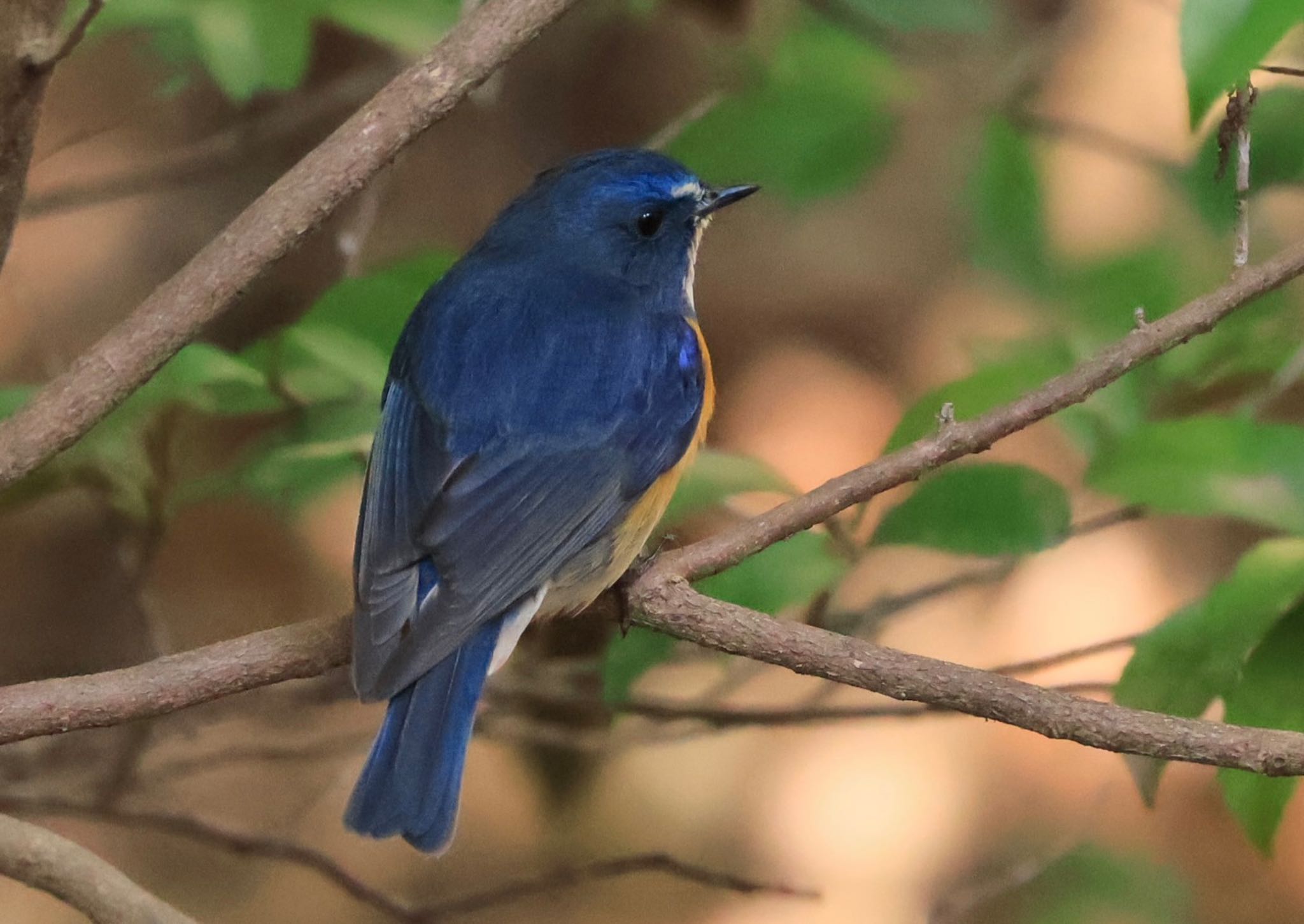 Photo of Red-flanked Bluetail at 甲山森林公園 by ぼよ