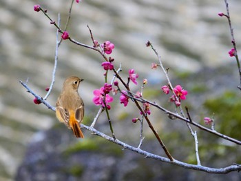 ジョウビタキ 柏市近郊 2024年2月28日(水)