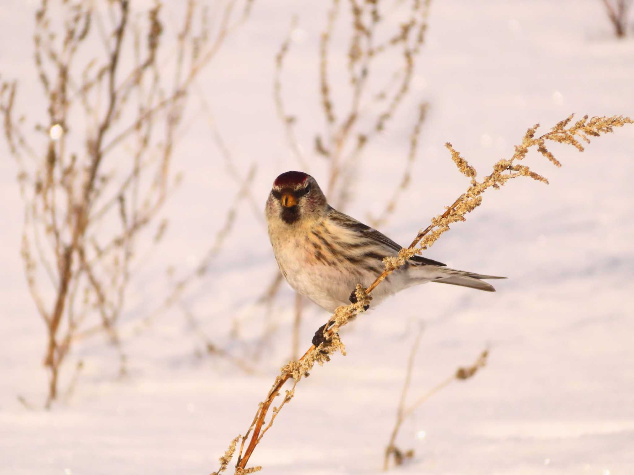 Common Redpoll