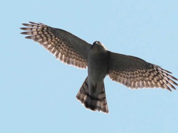 2023年3月19日(日) 天拝山歴史自然公園の野鳥観察記録