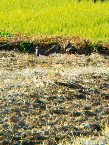 Grey-headed Lapwing 伊勢原市 Sat, 12/1/2018