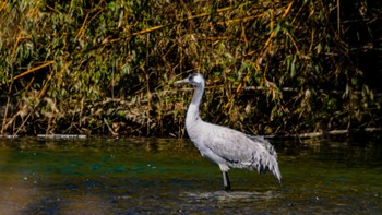 Common Crane 滋賀県 Wed, 2/28/2024