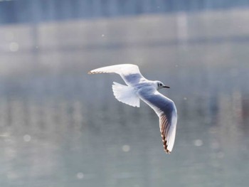 ユリカモメ 大濠公園 2023年3月11日(土)