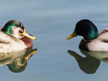 マガモ 大濠公園 2023年3月11日(土)