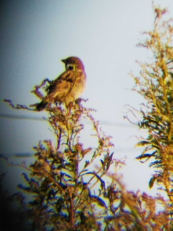 Eurasian Tree Sparrow 伊勢原市 Sat, 12/1/2018