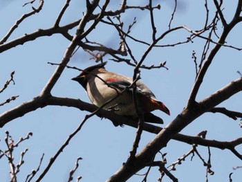 Sat, 3/11/2023 Birding report at 大濠公園