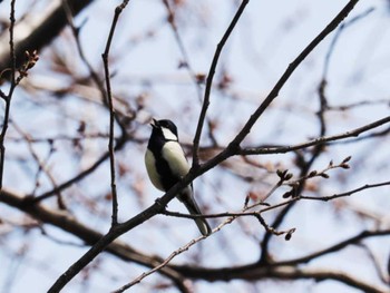 シジュウカラ 大濠公園 2023年3月11日(土)