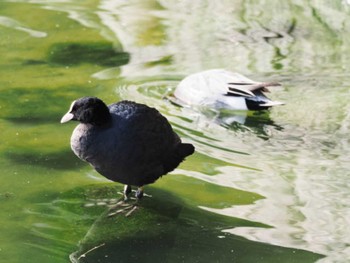 オオバン 大濠公園 2023年3月11日(土)