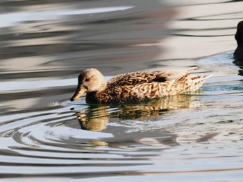 オカヨシガモ 大濠公園 2023年3月11日(土)