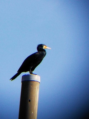 Great Cormorant 伊勢原市 Sat, 12/1/2018