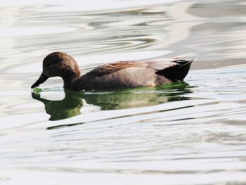 オカヨシガモ 大濠公園 2023年3月11日(土)