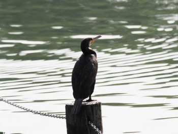 カワウ 大濠公園 2023年3月11日(土)