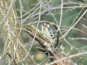 Japanese Pygmy Woodpecker 大阪府岸和田市 蜻蛉池公園 Wed, 2/28/2024