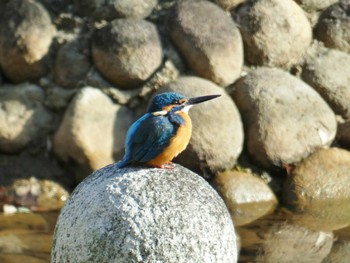 Wed, 2/28/2024 Birding report at 大阪府岸和田市 蜻蛉池公園