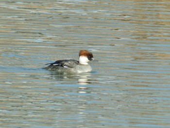 Smew 大阪府岸和田市 蜻蛉池公園 Wed, 2/28/2024