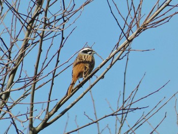 Meadow Bunting 大阪府岸和田市 蜻蛉池公園 Wed, 2/28/2024