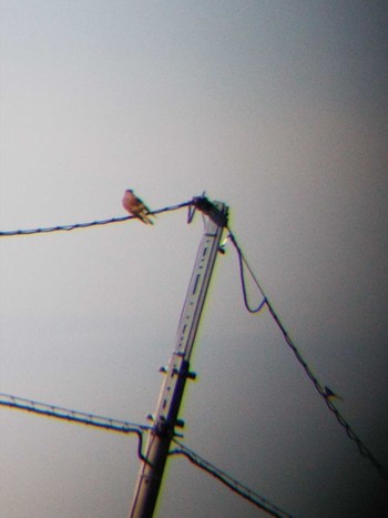 Common Kestrel 伊勢原市 Sat, 12/1/2018