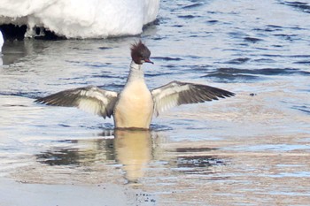 Common Merganser Makomanai Park Wed, 2/28/2024