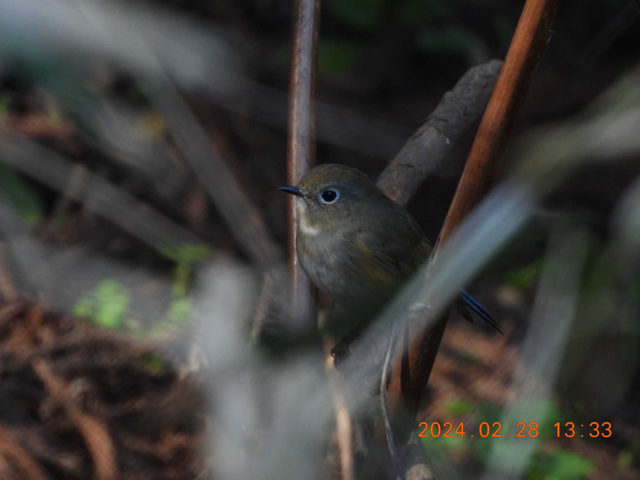 Photo of Red-flanked Bluetail at 月見の森(岐阜県) by 得正