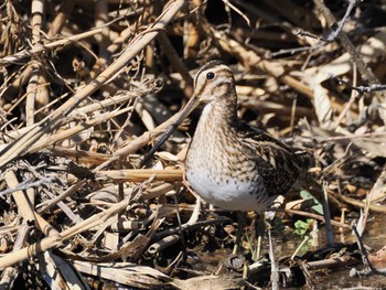 Common Snipe Kitamoto Nature Observation Park Wed, 2/28/2024