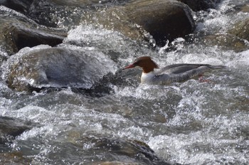 Common Merganser 真駒内川 Wed, 2/28/2024