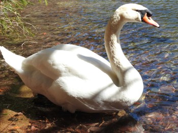 Mute Swan 南伊奈ヶ湖 Tue, 2/27/2024