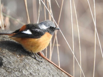 Daurian Redstart 三分一湧水 Tue, 2/27/2024