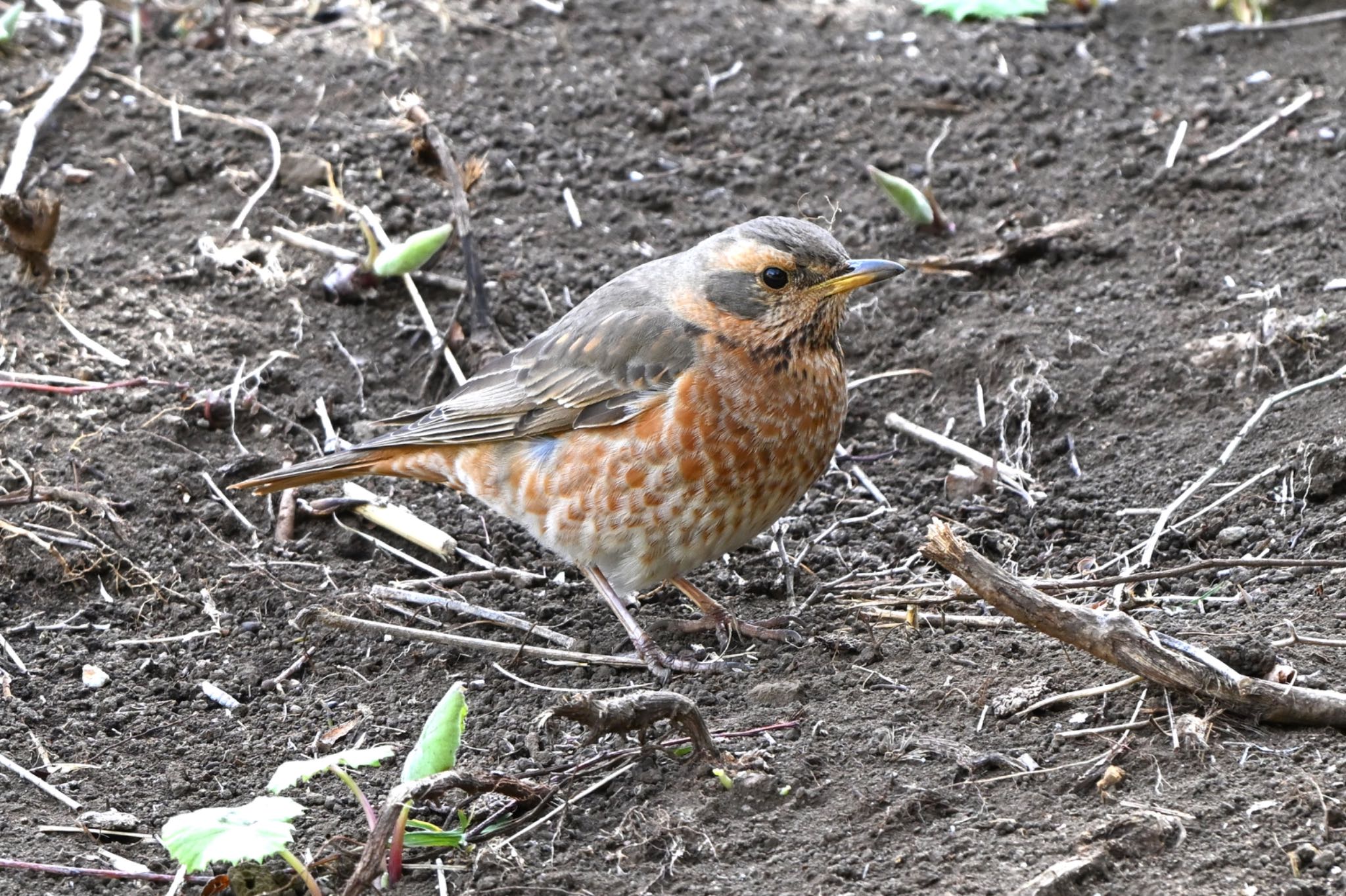 Photo of Naumann's Thrush at 東京都 by Osprey