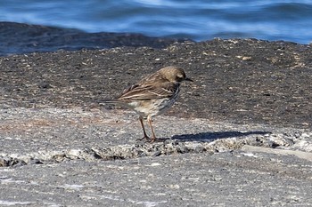 タヒバリ 葛西臨海公園 2024年2月28日(水)