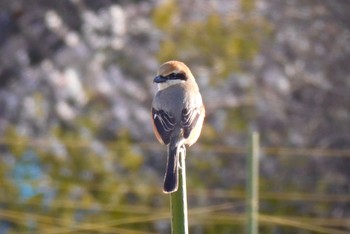 Bull-headed Shrike 川崎市 Wed, 2/28/2024