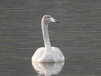 2018年12月1日(土) 兵庫県加西市の野鳥観察記録