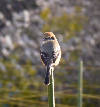 Bull-headed Shrike 川崎市 Wed, 2/28/2024