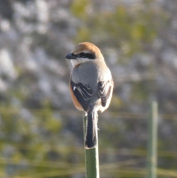 Bull-headed Shrike 川崎市 Wed, 2/28/2024