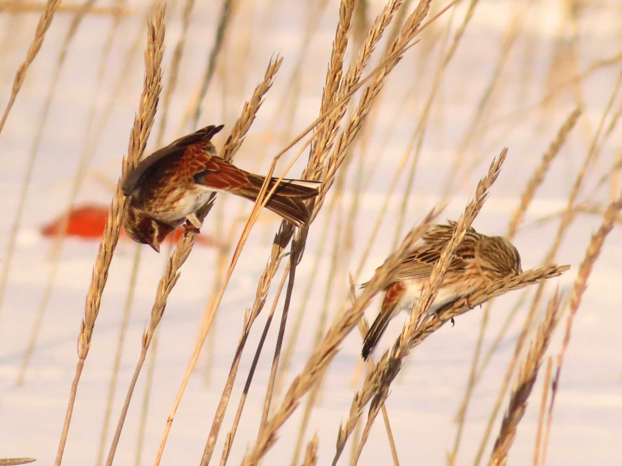 Pine Bunting