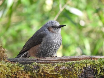 ヒヨドリ 南アルプス邑野鳥公園 2024年2月12日(月)