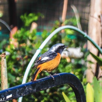 Daurian Redstart Yatoyama Park Tue, 2/27/2024