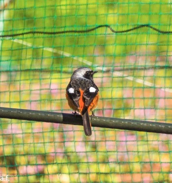 Daurian Redstart Yatoyama Park Tue, 2/27/2024