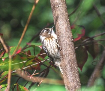 Japanese Pygmy Woodpecker Yatoyama Park Tue, 2/27/2024