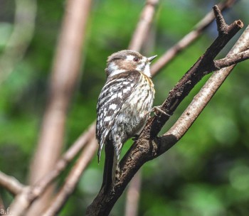 Japanese Pygmy Woodpecker Yatoyama Park Tue, 2/27/2024