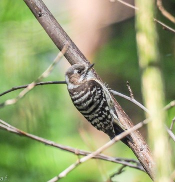 Japanese Pygmy Woodpecker Yatoyama Park Tue, 2/27/2024