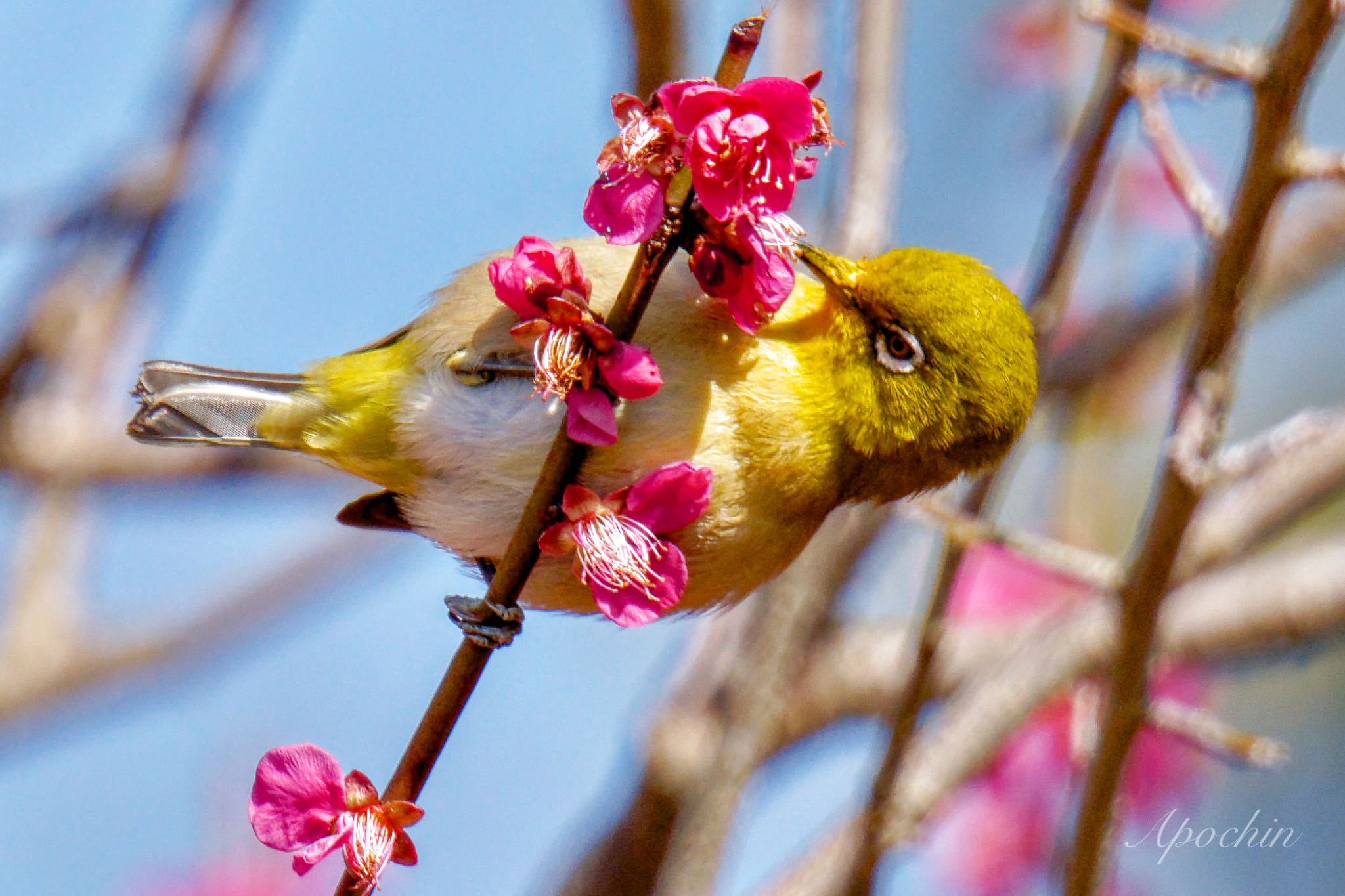 Photo of Warbling White-eye at Showa Kinen Park by アポちん